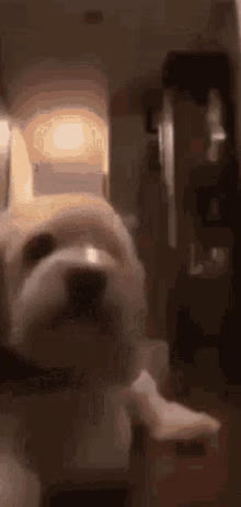 Bark Fart