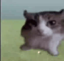 Meow Burp